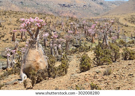 Socotra, Yemen, March, 27, 2014. Bottle trees (desert rose - adenium obesum) on Mumi plateau