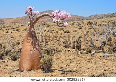 Socotra, Yemen, March, 27, 2014. Bottle tree (desert rose - adenium obesum) on Mumi plateau