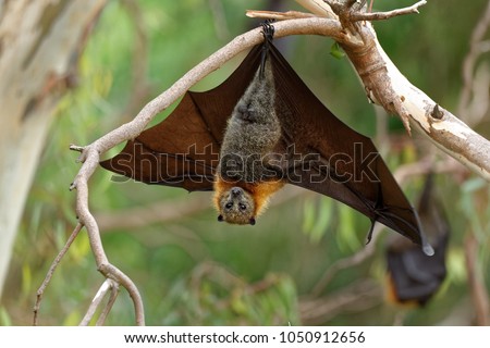 The grey-headed flying fox Pteropus poliocephalus is the largest bat in Australia. This flying fox has a dark-grey body with a light-grey head and a reddish-brown neck collar of fur.