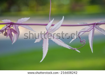 Flower vine