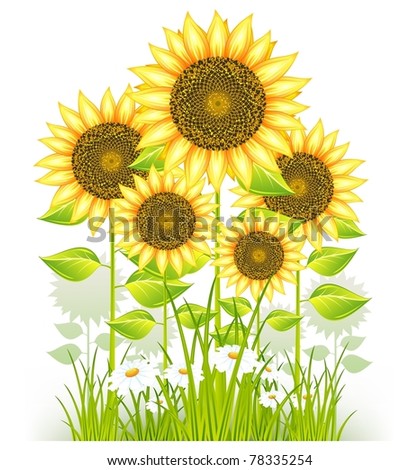 big flower yellow sunflowers and grass on white background, vector illustration