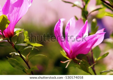 1 magnolia, flowers, bloom, purple, green, bright, beautiful, garden, summer, September, August,