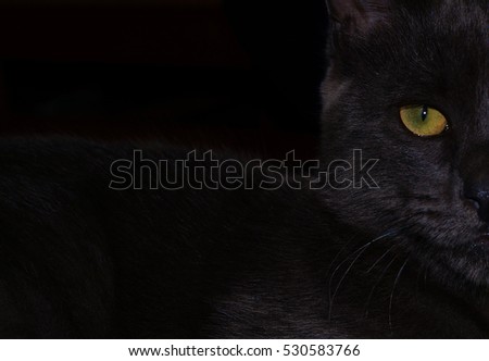cat, black, elegant, mysterious, hair, eyes, home, favorite, eyes, beautiful
