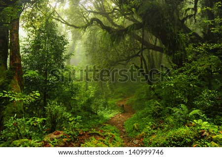 Subtropical Forest In Nepal