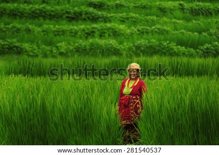 Gurkha, Nepal - SEPTEMBER 01, 2010:  Rural woman working in rice fields in Gurkha, Nepal