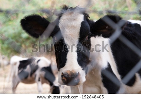 The Cow milk dairy farm