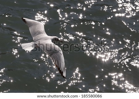 The seagull flying over water with patches of light