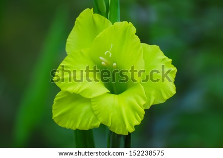 Pure pale green color of bell-flower