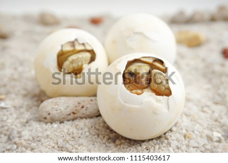 Cute portrait of baby tortoise hatching (Africa spurred tortoise) ,Birth of new life ,Closeup of a small newborn tortoise ,Slow life ,Cute baby animal make you smile