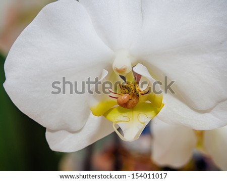 Worm on the white orchid