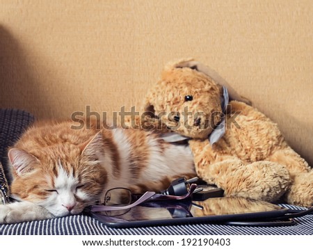 Portrait of yellow sad sick cat lying at home with rabbit toy