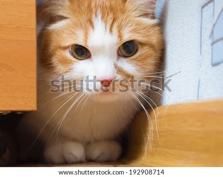 Portrait of yellow scared cat hiding at home
