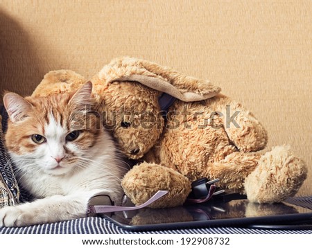 Portrait of yellow sad sick cat lying at home with rabbit toy