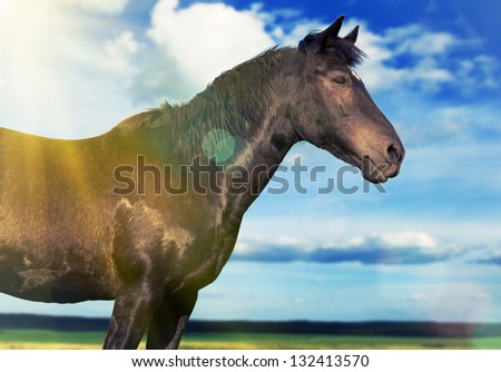 horse in a sunny field