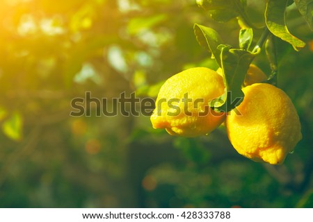 Lemon. Ripe Lemons hanging on tree. Growing Lemon