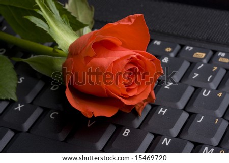 red rose on a notebook computer keyboard