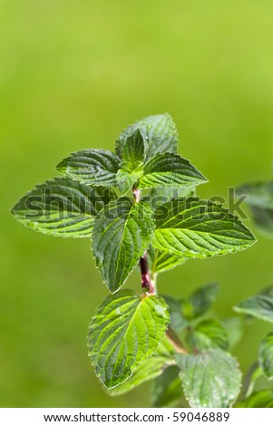 detail of a peppermint plant outdoors