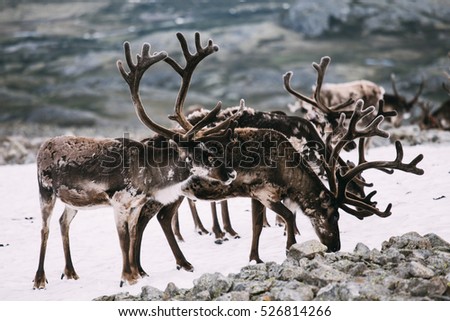 Pack of Norwegian reindeers standing on snow patch