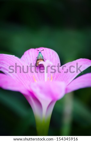 Zephyranthes Lily.Wooden head with a long slender blade. . Flowers have six petals form a mechanical unit.