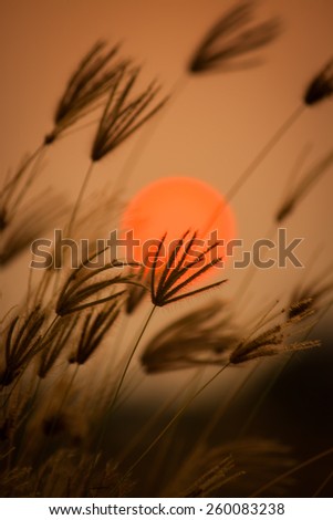 Orange light of the sun sets through the grass.