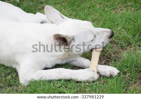 Fake dog bone