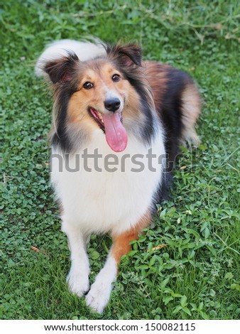 Dog-smiling Shetland sheepdog rest in field