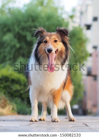Dog-smiling Shetland sheepdog waiting to play with others