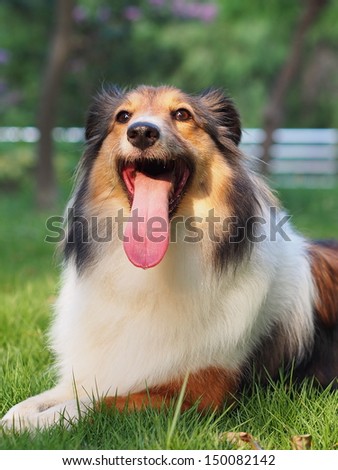 Dog-smiling Shetland sheepdog enjoy sunshine
