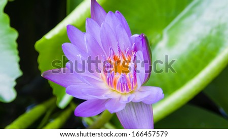 Beautiful purple water lilly or lotus on water, like thousands followers put their palms together devoutly
