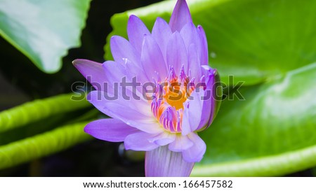 Beautiful purple water lilly or lotus on water, like thousands followers put their palms together devoutly
