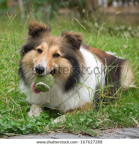 Dog, Shetland sheepdog