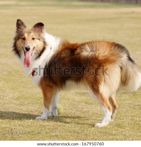 Dog, Shetland sheepdog