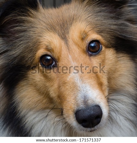 Dog portrait-Shetland sheepdog staring at you