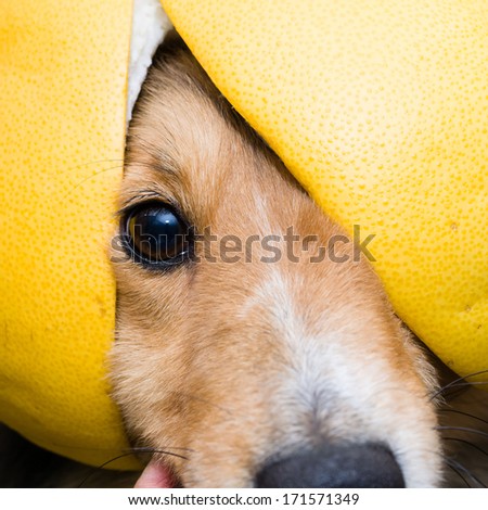 Dog portrait-Shetland sheepdog staring at you only one eye with Grapefruit skin hat on head, pirate dog.