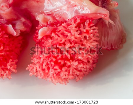 Gills of a giant catfish (Silurus glanius), it looks like lungs.