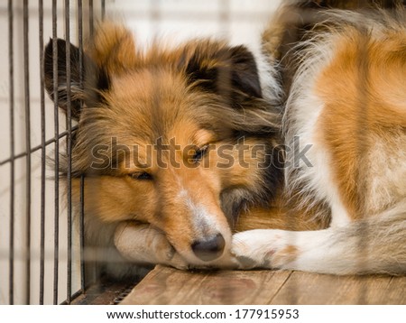 dog in cage series--Shetland sheepdog, her name is Sissi.