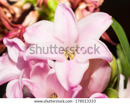 Home flower series, pink hyacinth