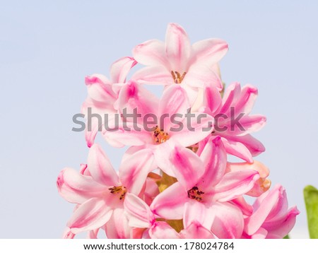 Home flower series--pink hyacinth