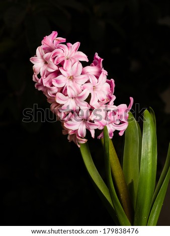 Home flower series,  pink hyacinth