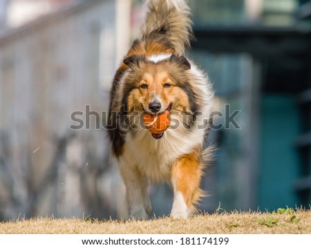 Dog, Running Shetland Sheepdog with ball in mouth