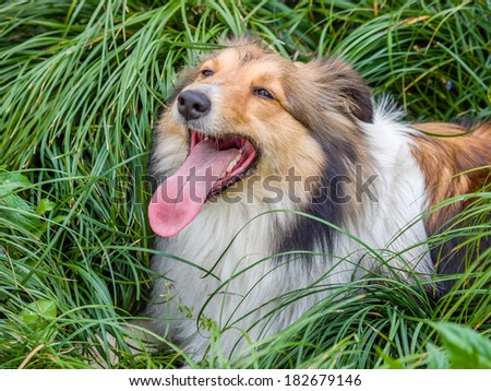 Dog, Shetland sheepdog, waiting to play with you.
