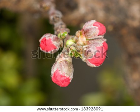Spring flowers series, the bud of peach flowers