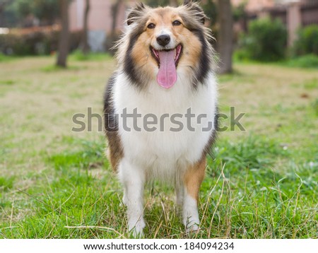 Dog, shetland sheepdog, collie, playing on field.