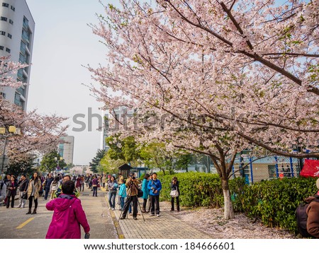 Shanghai, March 30, 2014: Tongji University Cherry Blossom Festival