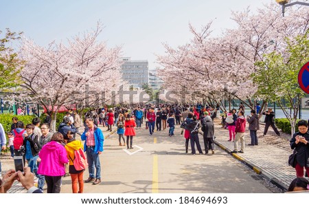 Shanghai, March 30, 2014: Tongji University Cherry Blossom Festival