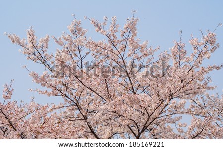 Spring flowers series, Cherry Blossom in Tongji University, Shanghai, China.