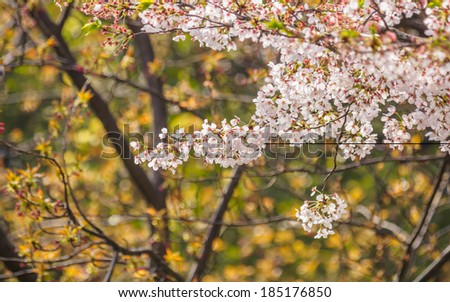 Spring flowers series, Cherry Blossom in Tongji University, Shanghai, China.