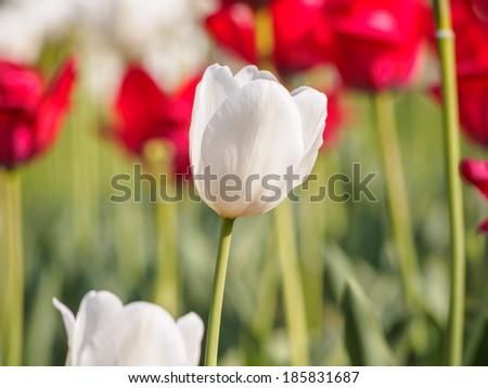 Spring flowers series, single white tulip with groups of red tulips in field