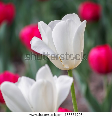 Spring flowers series, single white tulip with groups of red tulips in field