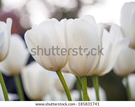 Spring flowers series, twin white tulips with charming transparent petals in field